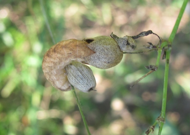 Bruco da ID (2) - Hadena sp., Noctuidae